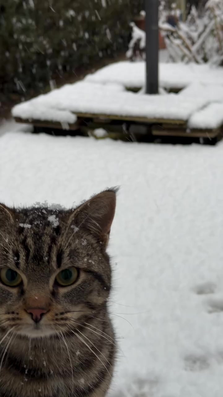 #animals #cute #cat #cats #viral