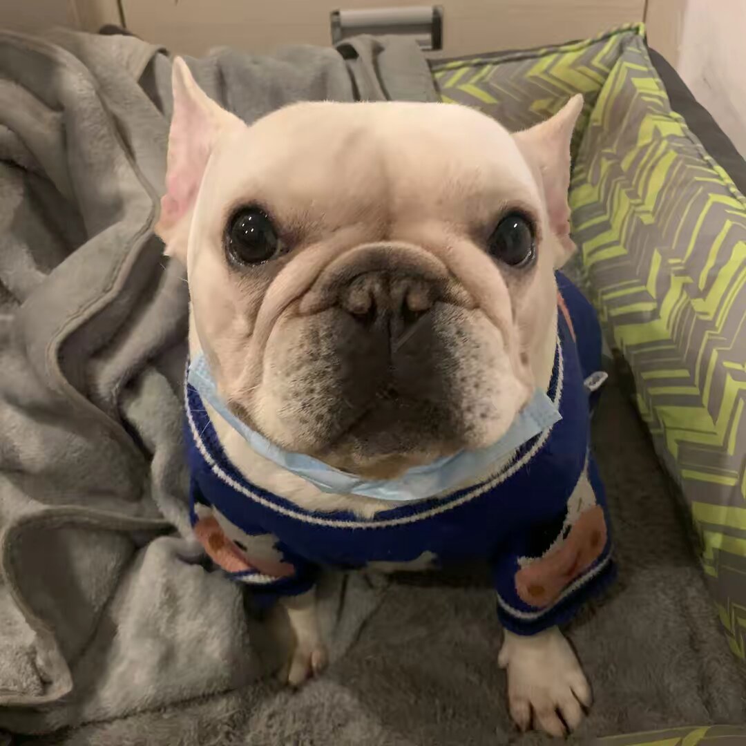 papidog01