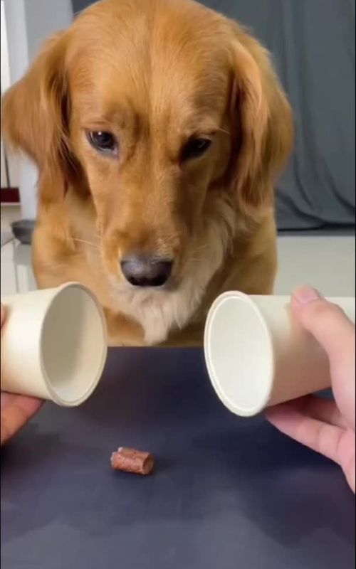 #dog #funny #dogs #dogs #foryou #funnyvideo #fyp #pet I have laughed for 10minutes before I post it.hhhhhh