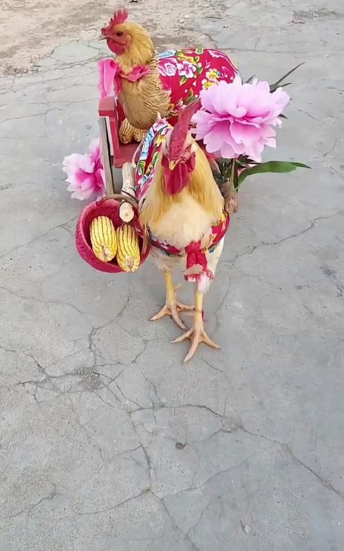 🤣🤣#funny #funnyvideos #tiktok #foryou #usa 