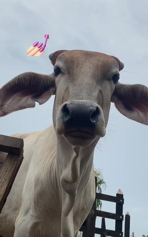 #vaquita #campo #animals #funnyvideos #agropecuaria🤠 #humor #agropecuario 