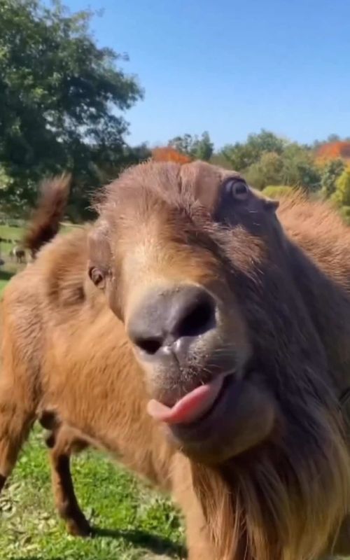 This goat is my spirit animal # #goat #funny #funnyvideo #meme #funnymeme #yp #goatmeme #hilarious #goatsoftiktok #funnygoat