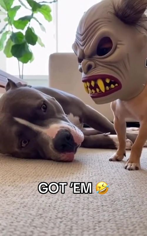 He got SCARED 😭 #dogs #prank #funny #ai (via lalasanai/IG)