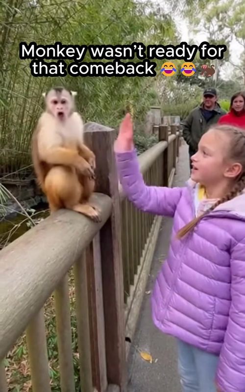 Monkey wasn’t expecting that 😂 #unbleavable  #fyp  #viral  #foryoupage  #funny 
