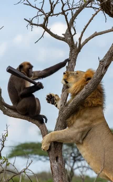 Monkey Testing His Luck #monkeyvideos #funnyvideo #funnytiktok #viral 