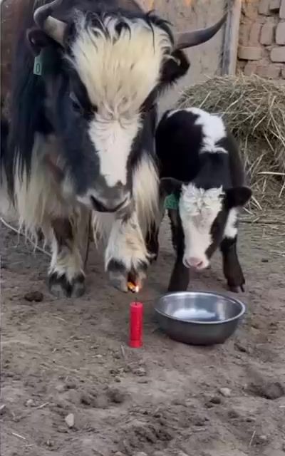 #粉丝一千万 #animals #funnyvideos #foryou #fypシ゚viral 