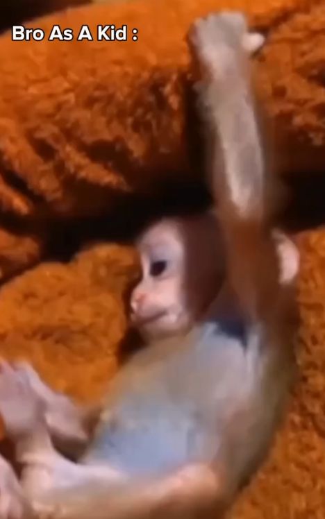 good bro #CapCut #meme #monkey #fanny #fannymonkey 