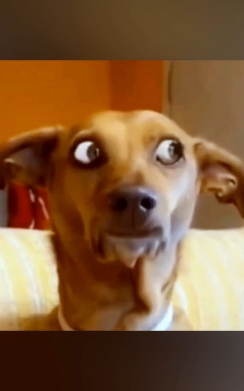 When You Try Not to Laugh 😐👀😂 #dog #reaction #animals #fyp #meme #expression #foryou