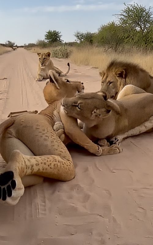 When a human tries to blend in with the animals#animal #funny #funnytiktok #funnyvideo #fyp