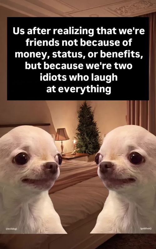 🤣😂 Daily memes (dark & sarcastic) 🐶 EVIL DOG Official Meme Page 😈 Satire only — just jokes 👕 EVIL DOG merch: hoodies, tees & more ⬇️ Link in my bio | evildogofficial.com