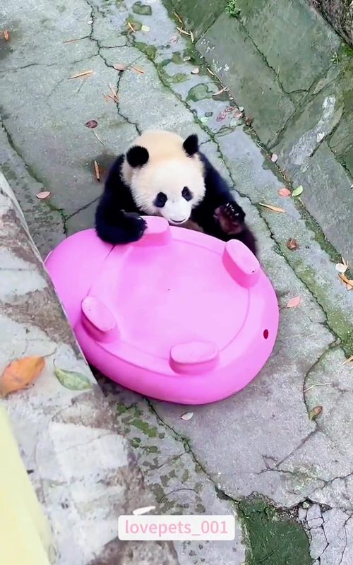 🐼🐼🐼#panda #foryou #funny #funnyvideo #viral #fypシ #usa🇺🇸 
