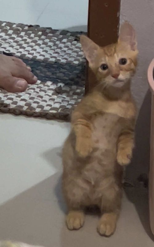 #cat #catlover #catsoftiktok #funnyvideo 