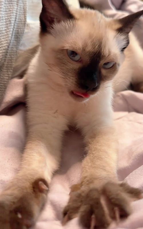 #cat #cute #funnyvideos #fyp #funny 