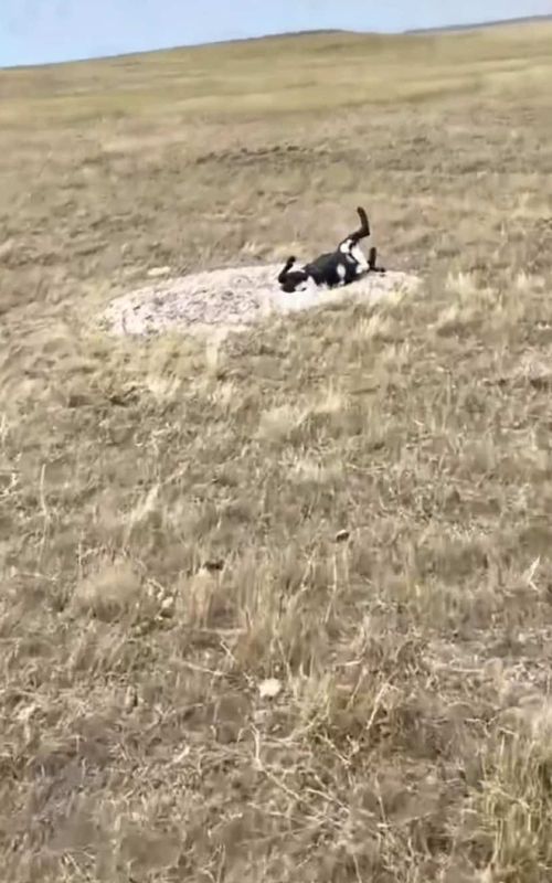 Funny stupid farm animals😂#funny #farm #funnyanimals #cow #goat🐐 #humor #horses #farmlife #🤣🤣🤣 