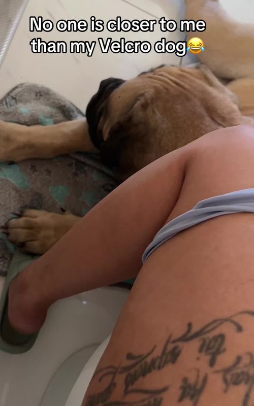 Mammas baby❤️🤗#bighousedog #funnydogvideos #Raptortheboerboel @Hashtag_boerboels 