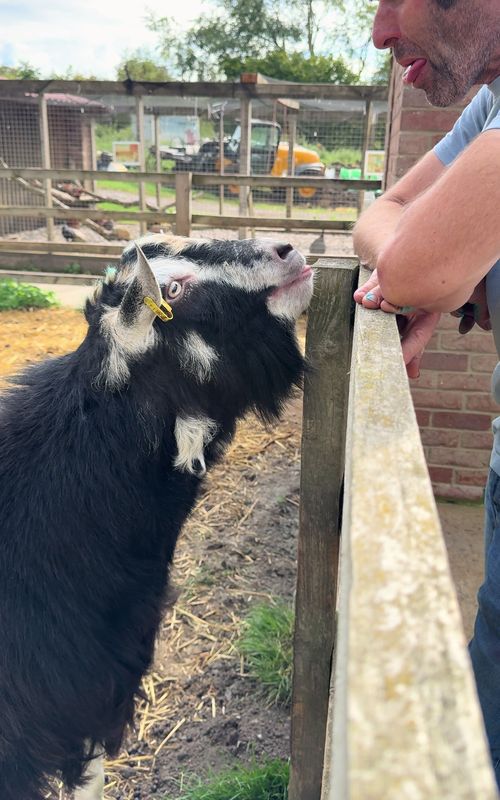 A big day today for Digby the billy goat as he rejoined his girlfriends in preparation for lots of babies next spring!  Only one problem… he seems to fancy Farmer Duncan more!  A word of warning… goat flirting is a smelly, messy business… #funnymoments #goatsoftiktok #mistakeshappen 