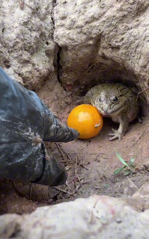 Share to your friends 😂 #frog #prank #funny #fun #lol 