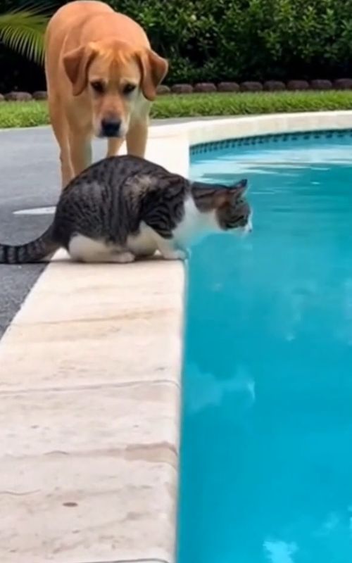 wait wait 😂 funny moments 😂 #funnymoments #funnyvideos #funnytiktok #funny 