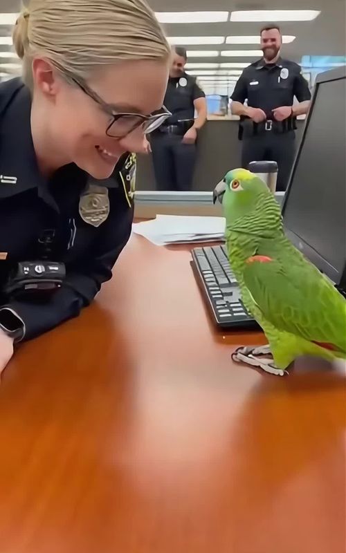 She proposed to the parrot… He asked her age… She said 31… And he said: “SORRY. EXPIRED.” 💀🦜😂 #ParrotTok #SavageParrot #PoliceTok #FunnyAnimals #WorkplaceComedy   