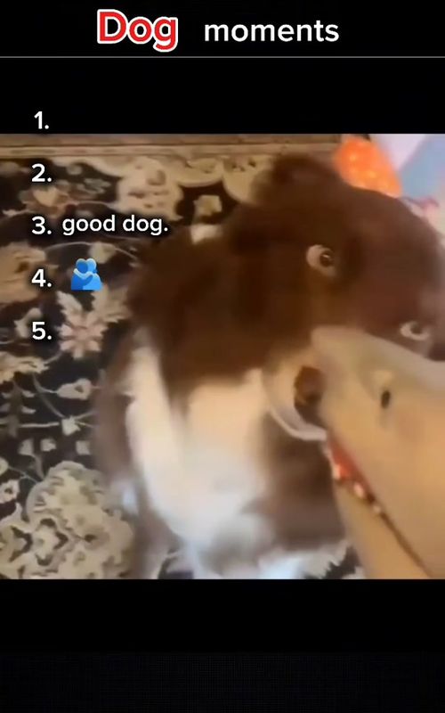Ranking the funniest dog moments pt1. #fypシ゚viral #fyp #foryoupage #funny #dog 