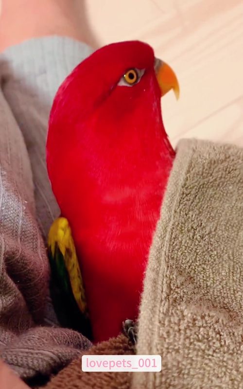 Funny Parrot.#parrot #parrots #parrotsoftiktok #funny #foryou #funnyvideos #funnytiktok #fypシ゚viral #funnyanimals #usa🇺🇸 