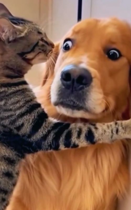 Dogs Golden retriever #funnyanimal #funnydogs #viralvideo #funnymoments #goldenretrievers 