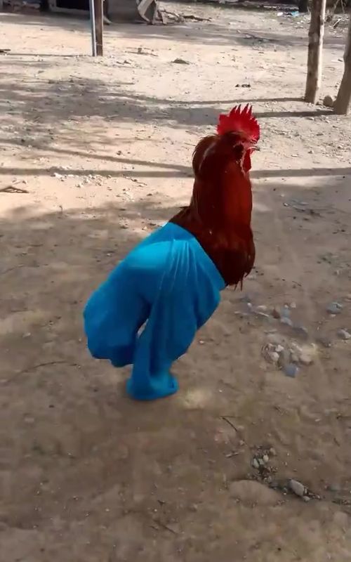 #fyy #goviral #funnyanimals #funnyvideo #chickenwithtrousers                          Video by elchoco.bombom on IG