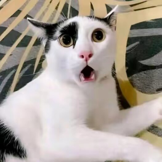 Poor Cat 🥲