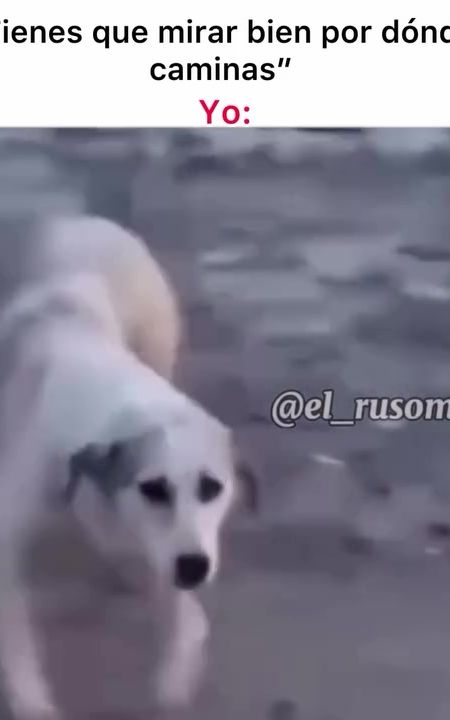 Eso tuvo que dolor 😅🤣🤣🤣#fyp #humor #funnyvideo #funnydogvideos #funny 