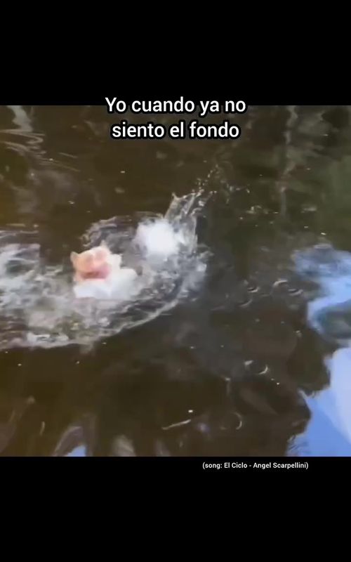 La cara que hace al final 🤣🤣🤣#fyp #paratii #humor #funnyvideo #funnyanimals 