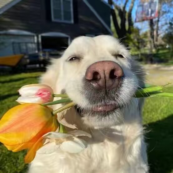 Dog daily life