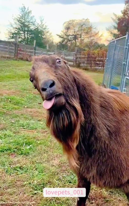 Crazy Goats.🤣🤣🤣#goat #goats #goat🐐 #goatsoftiktok #foryou #funny #funnyvideo #viral #fypシ #usa🇺🇸 