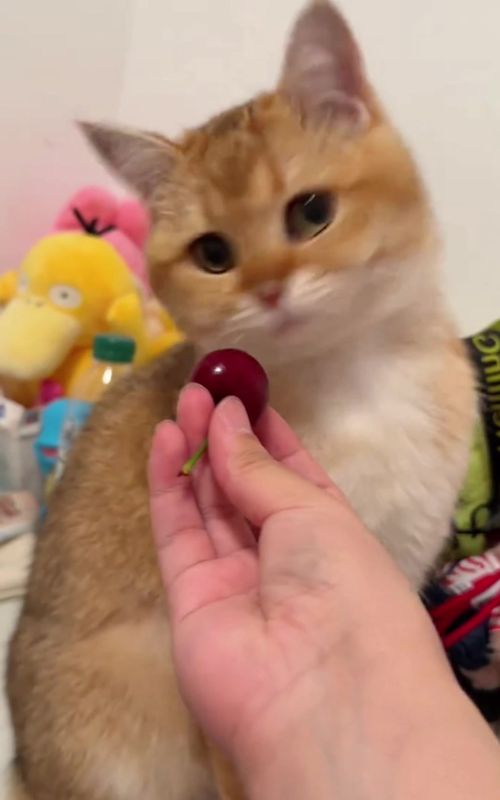 #cat #cute #funnyvideos #fyp #funny 