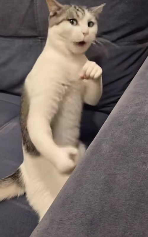 #funnyvideos😂 #videoviral #neiperte #cat #brucelee 