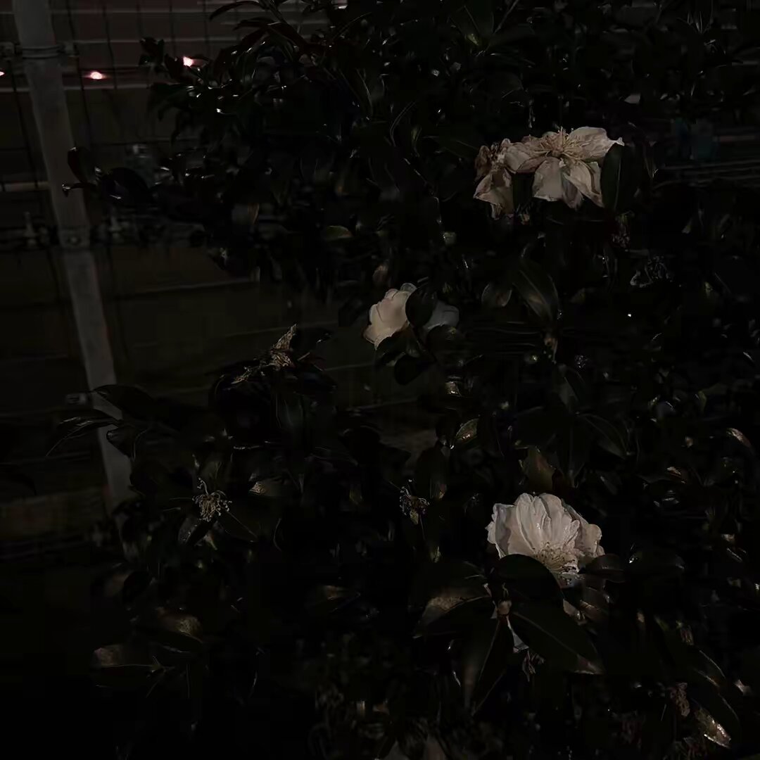 ︎︎