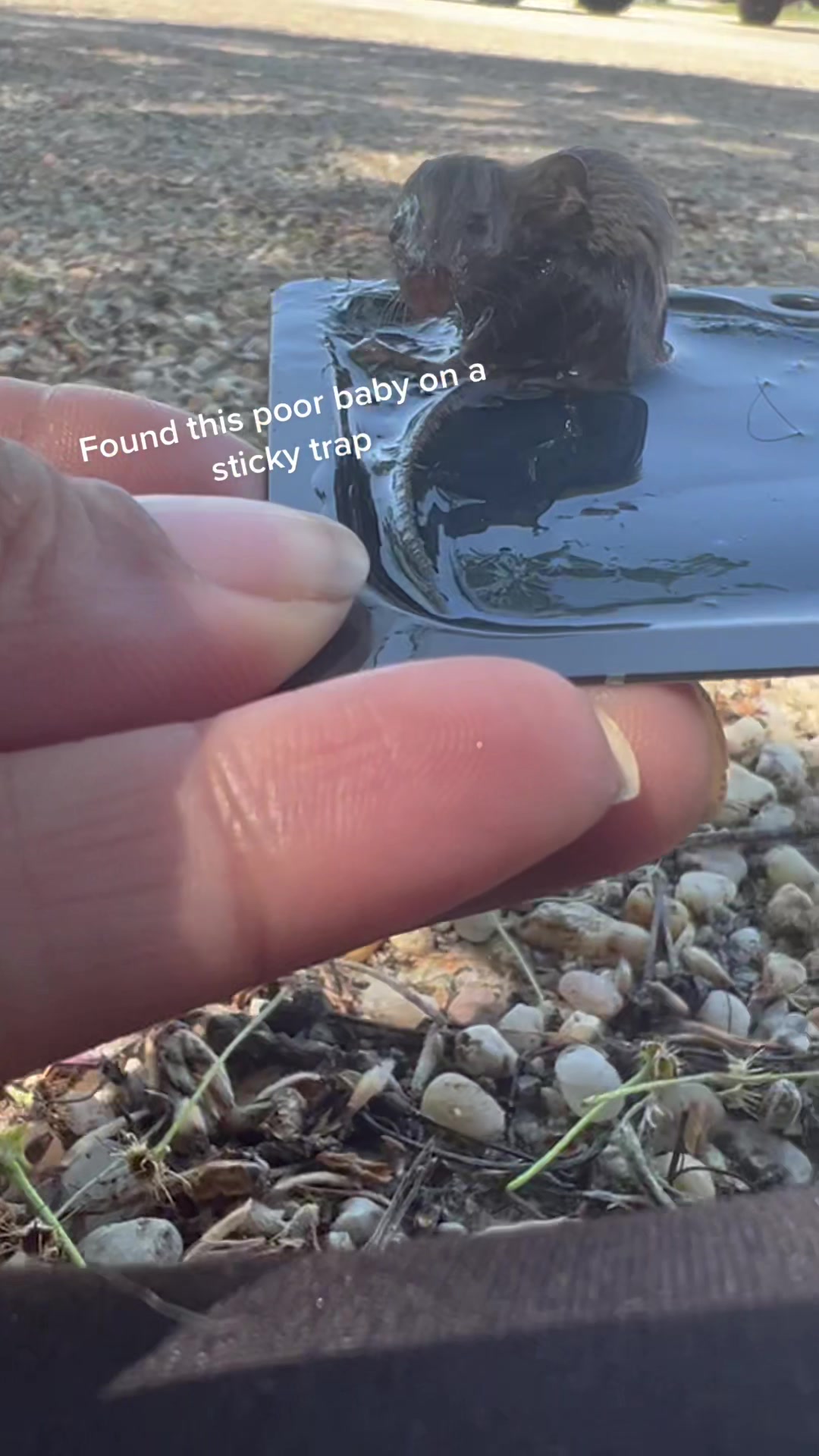 Poor baby mouse rescued from sticky trap! #trapped #poorbaby #rescueme#rescue#mouse#mice#dontusestickytrap #foryourpage #foryou #forupage #fyp #foryoupage #fypシ