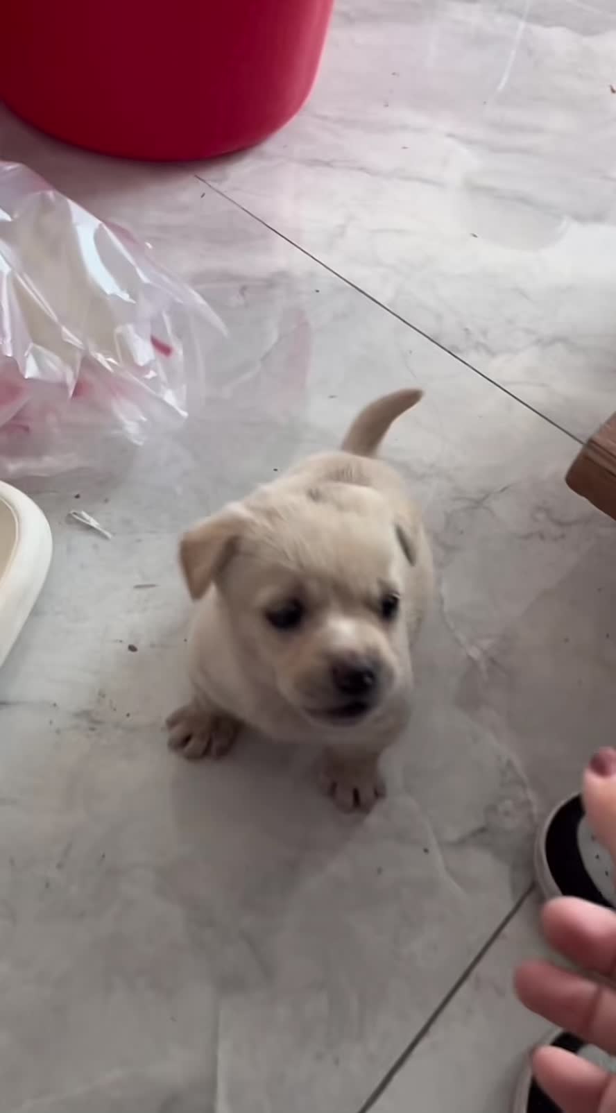 😂#可愛い犬 #fyp #cutedog #puppy 