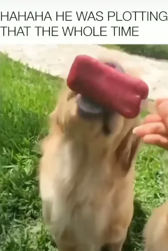 #🤣 #😂 #fun #funnyvideos #funnymoments #dog #dogsoftiktok #animals #icelolly #lolly #fyp #fypシ #following #follower 