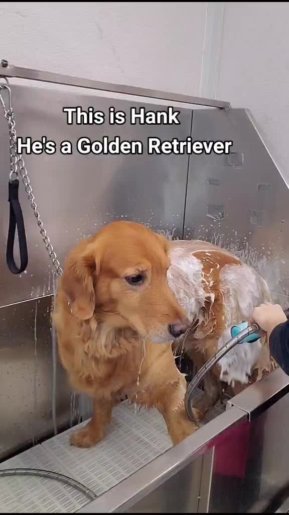 Who wants to be normal anyways? #FidoBoostChallenge #foryoupage #fypシ #fypシ #dogsoftiktok #viral