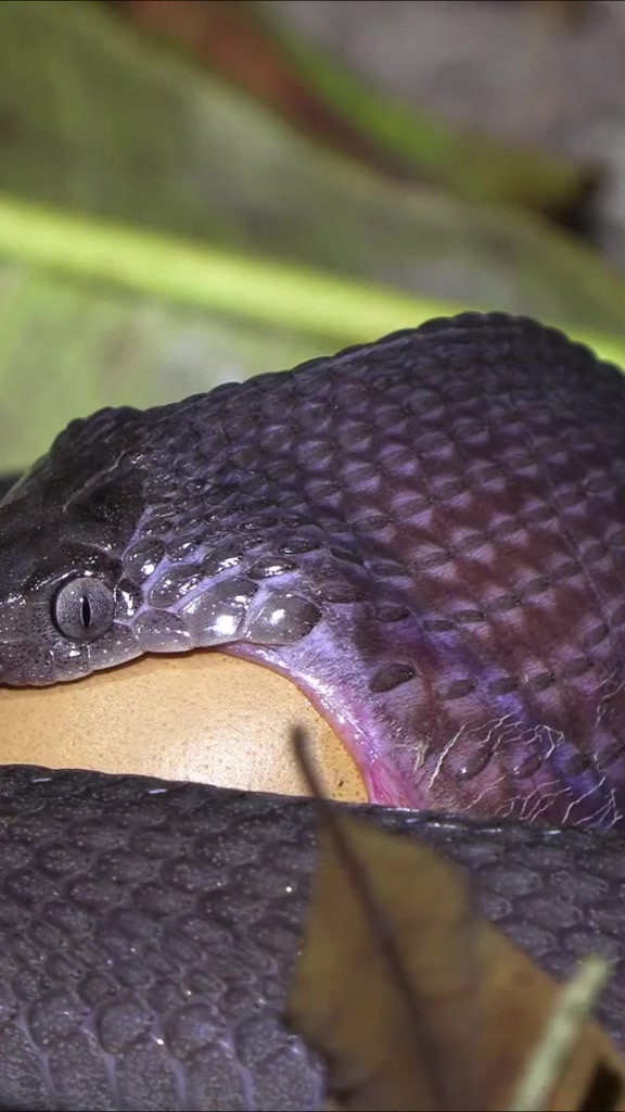 Part 2 @lunathetortoise #wild #animals #snake #foryourpage #foryou #fyp #xyzbca #entertainment #pourtoi #viral #Part2