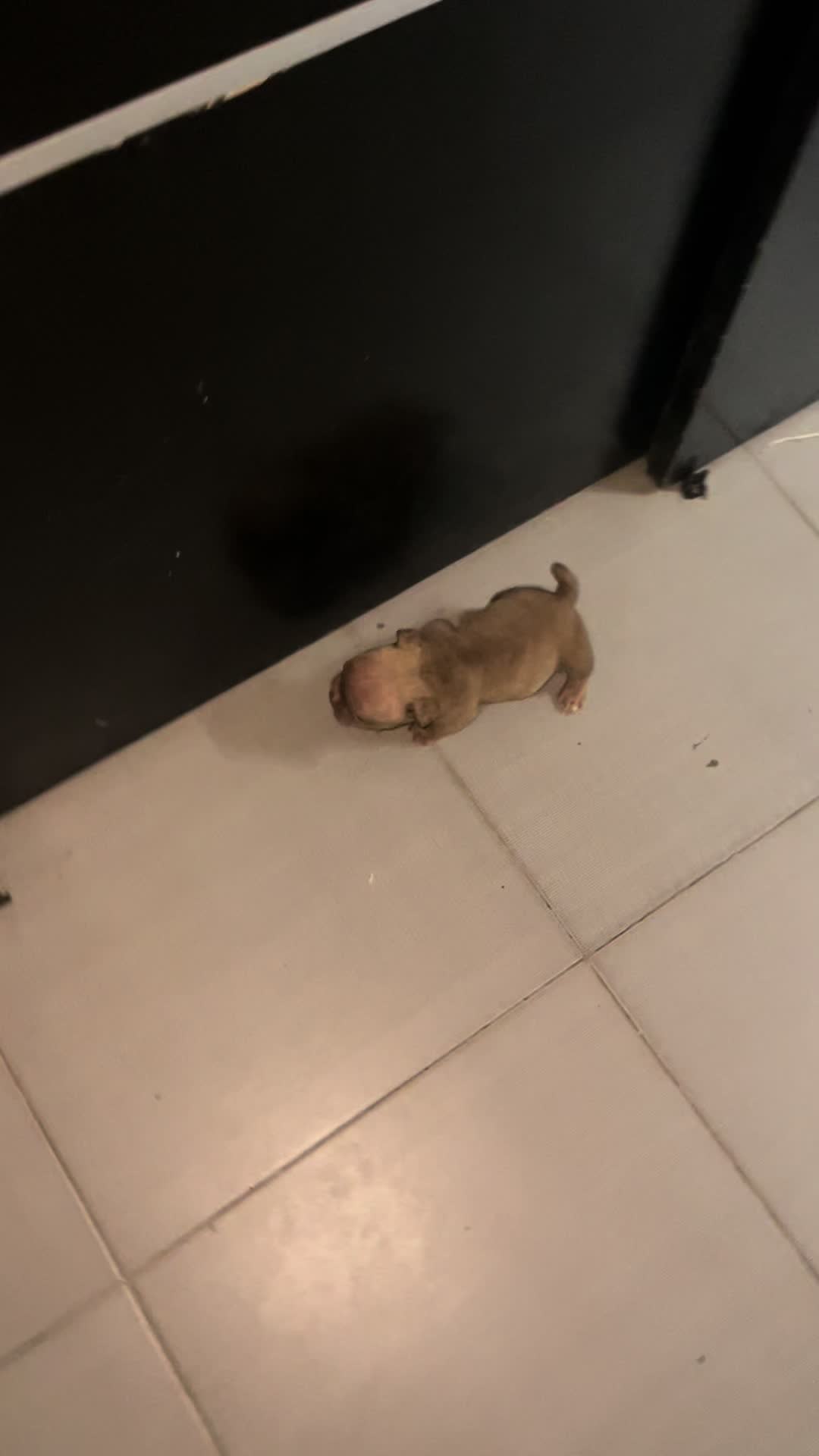 Chencho el hombre de la casa 😂😍🐶 #americanbully #microbully #exoticdog #puppylove #dogsoftiktok #fyp #viral #whelping #nanobully #badboyproductions #tiktok #exoticbully 