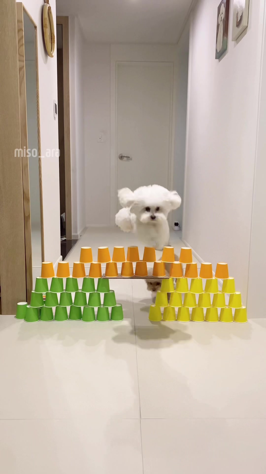 Challenge🐻🐩🦭 #미소아라티티 #미소아라 #misoara #foryou #fyp #challenge #dog #pet 
