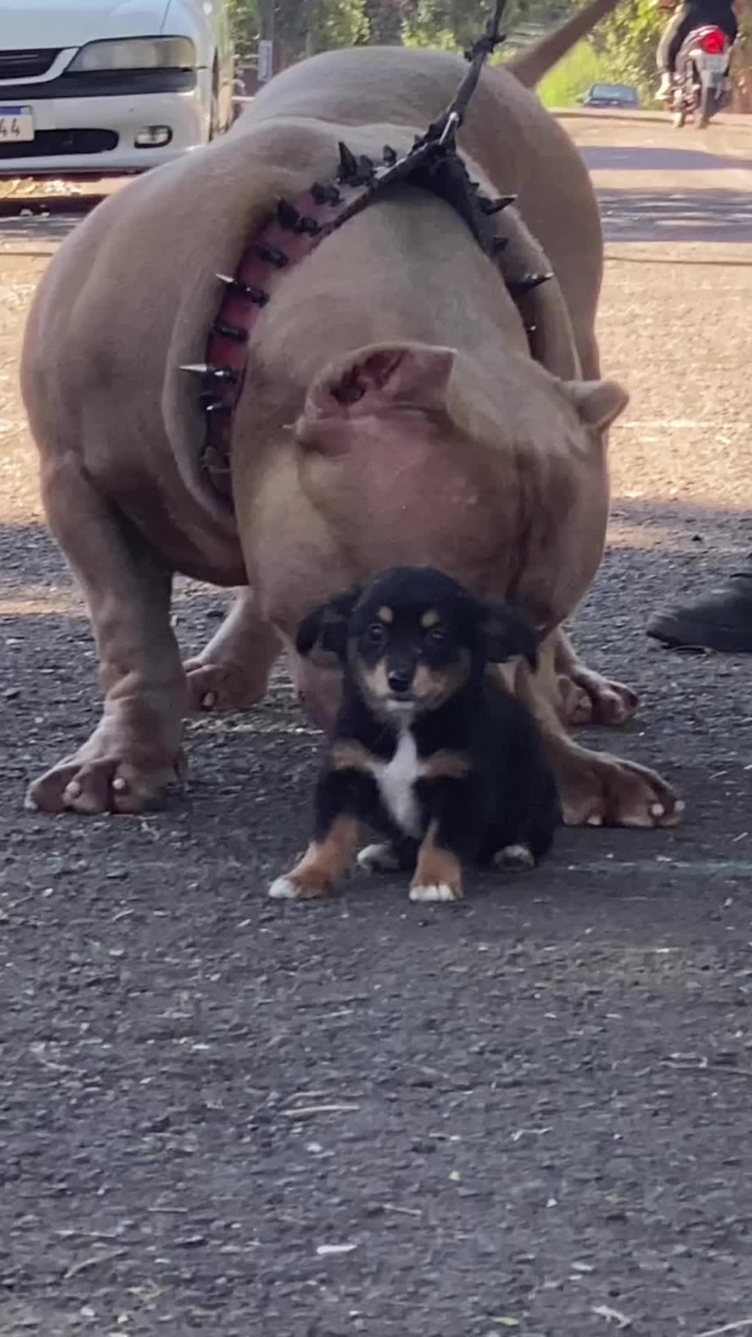 😳Quase Deu Ruim 😳😳#pit #viral #pitmonster #pitbull #pitbullsoftiktok #viralvideo #cachorro 
