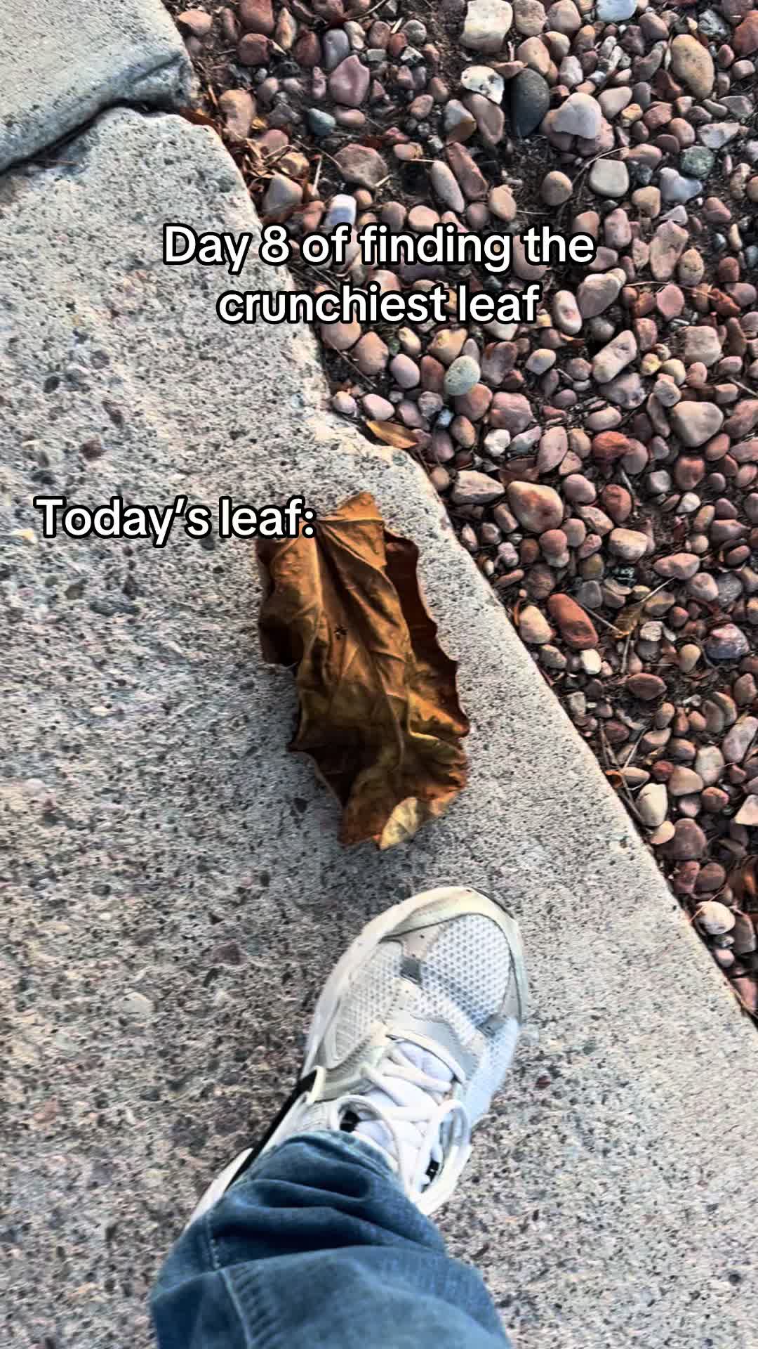 Another good find for today’s leaf || follow for tomorrows leaf crunch || #fyp #leafcrunch #day8 #viral 