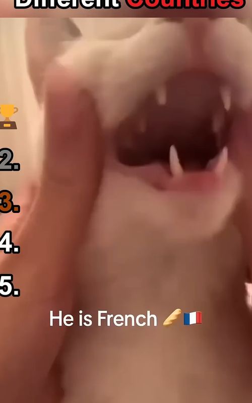 Cats 😂😂 #viraltiktok #viral #fyp #tiktok #funny #ranking