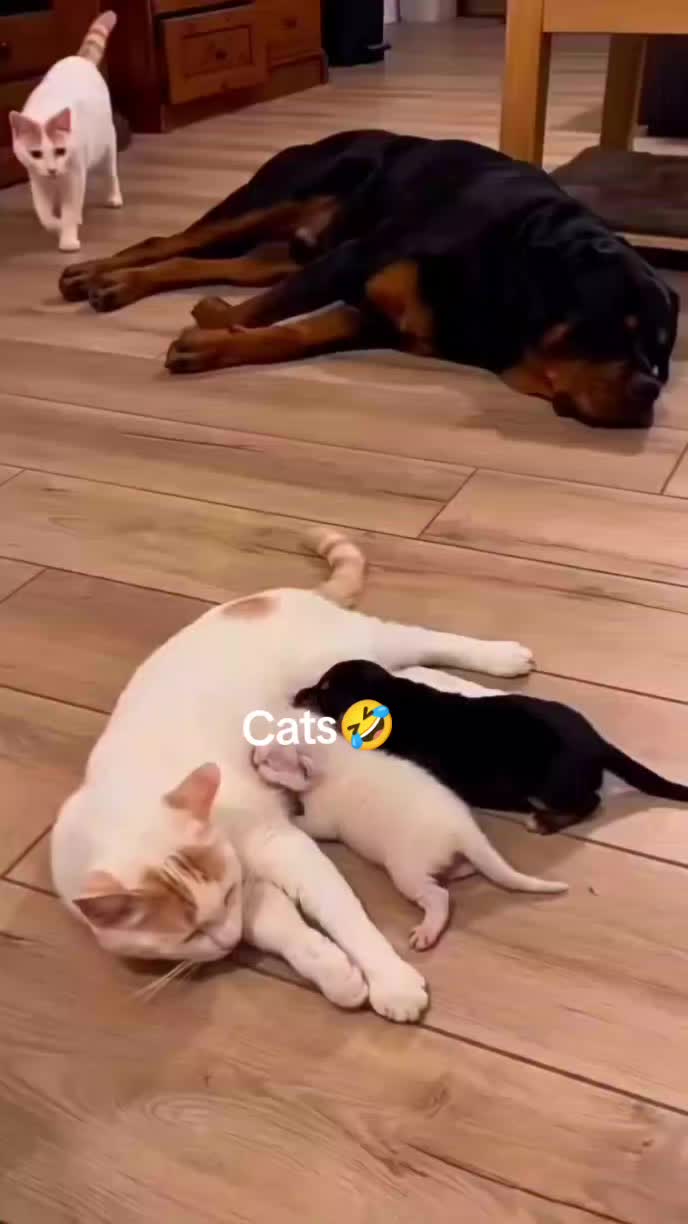 cat🤣#love #viral #1millionaudition #clips #trending 