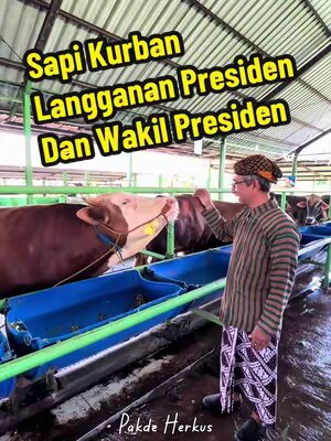 Lg cari sapi kurban? Ini dia peternakan langganan Presiden dan Wakil Presiden. Dijamin sehat, tidak cacat, sesuai syariat. Harga murah. Berat riil, bukan estimasi. Gratis ongkir. Gratis perawatan sampai hari-H.  📍Nusa Farm Klaten (NusaQu Indonesia) Jalan Desa, Dusun 2, Krajan, Jatinom, Klaten, Jawa Tengah 57481 #sapikurban #iduladha #iduladha2026 #peternakansapi #hewankurban 
