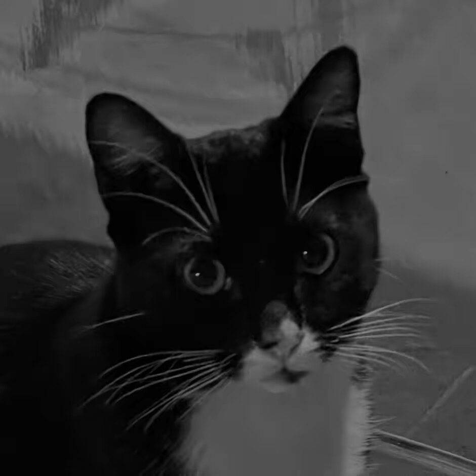 EMOTIONAL SUPPORT CATS