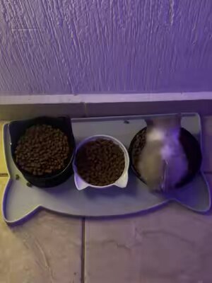Does he know he exists? #fyp #fypp #fyppp #fypdong #fypcat #fypdong #fypcat #fypviral #gatosdetiktok #kitty #catlover #catcore #gatos #gatito #kittensoftiktok #kitten #smallcat #babycat #gato #cat 