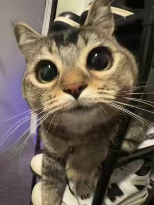 Talk to me boy #fyp #cat 